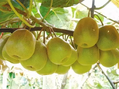 黑山北門4萬斤獼猴桃待售，呼吁社會力量助果農渡難關