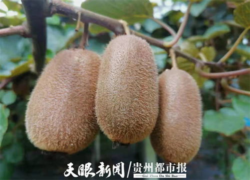 貴州修文7萬噸獼猴桃開啟網絡預售，電商賦能拓寬“黃金果”出山路